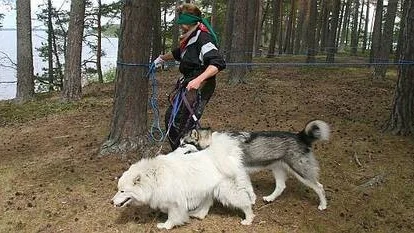 Marita Andersson går i mål med förbundna ögon på station 4 ledd av samojeden Vera och alaskan malamuten Aniak. Hon får tiden 1,14 minuter, som ger 7 poäng. Ett bra resultat med två hundar.