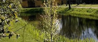 Japansk trädgård i Botaniska