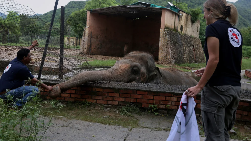 Veterinärer från djurrättsorganisationen Four Paws klappar om elefanten Kaavan på Marghazar zoo i Islamabad. Bilden är från den 4 september.