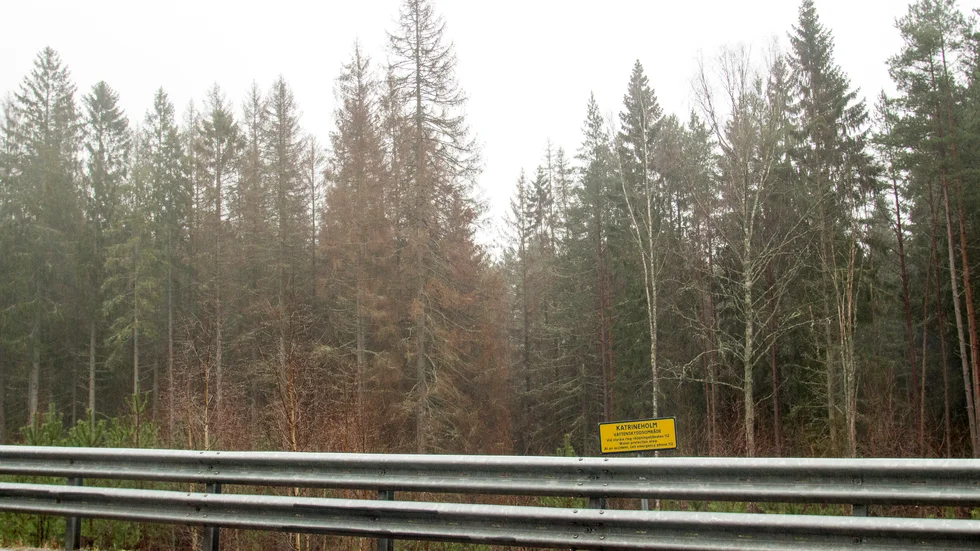 Nordost om Forssjö syns tydligt spåren efter granbarkborrens framfart, i form av bruna granar.