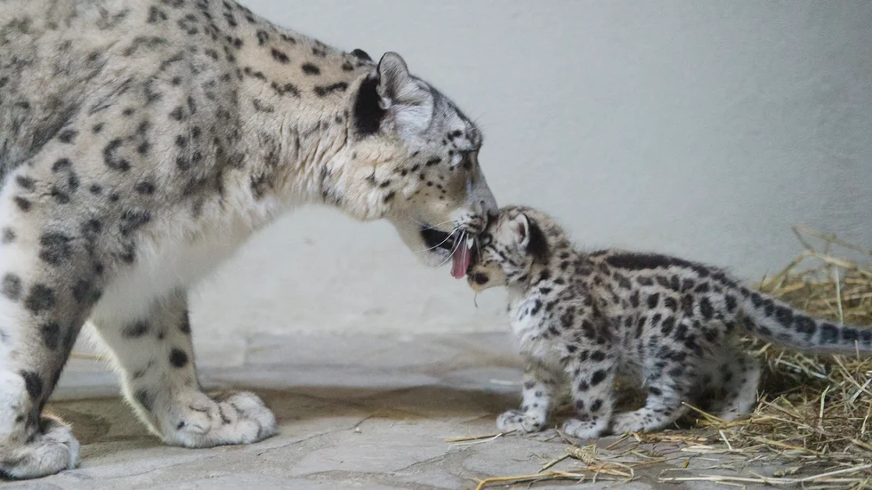Två snöleoparder i en schweizisk djurpark. Djuren på bilden har inget med artikeln att göra. Arkivbild.