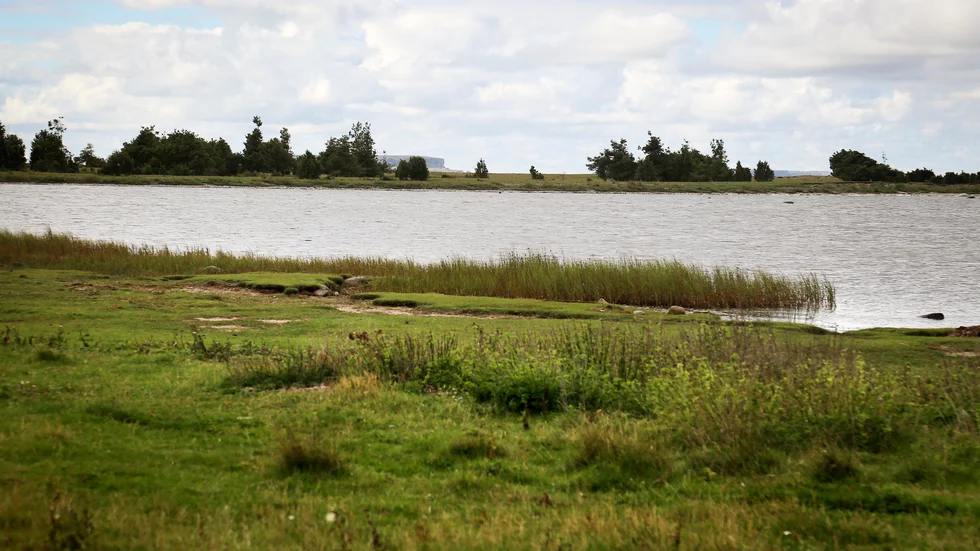 Strandängarna i Vivesholms naturreservat är känsliga mot körskador och man får bara köra med motorfordon på en smal grusväg.