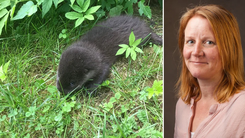 Uttern på Berkingebadet ska få flytta till Skansen och få rehab där. "Den hade kunnat tyna bort och självdö annars", säger Linda Törngren. 