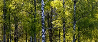 Skellefteås stadspark — varför togs det inga bilder?