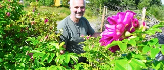 Driver visningsträdgård med rosor som hobby