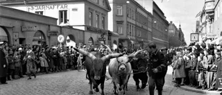 Oxar tog täten i Majkarnevalen