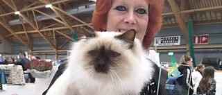 Fler köper och adopterar katter