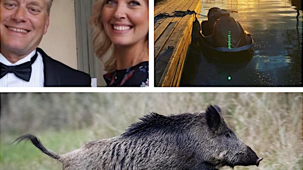 Nicklas Lindekrantz och Marie Nikander mötte fem simmande vildsvin när de åkte vattenskoter mellan Harstena och Stegeborg.