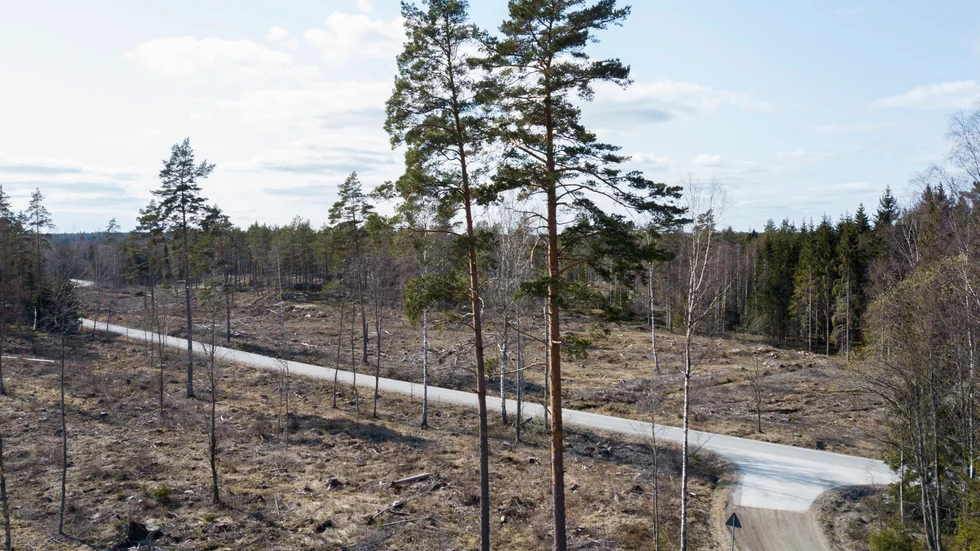 Bestånden av blåbär, lingon och andra markväxter har minskat med nästan 20 procent i svenska skogar sedan 1990-talet. Efter en omfattande avverkning kan det ta närmare 50 år för blåbärsris och lingon att växa tillbaka. Arkivbild.