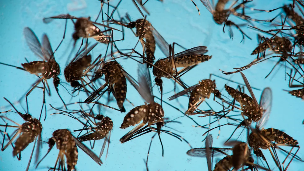 Forskare har hittat samband mellan zikaviruset och denguefeber som kan försvåra utvecklingen av vaccin. Arkivbild.