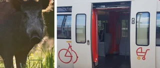 Passagerarnas chock – vildsvinshuvud kastades in i pendeltåget