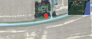 Hund på vägen