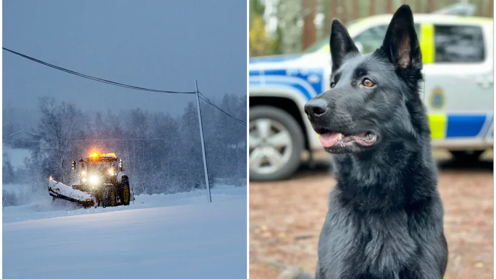 Grahnskans Luna var först på plats när polisen under söndagen kunde gripa de personer som stulit en plogbil I Östhammar.