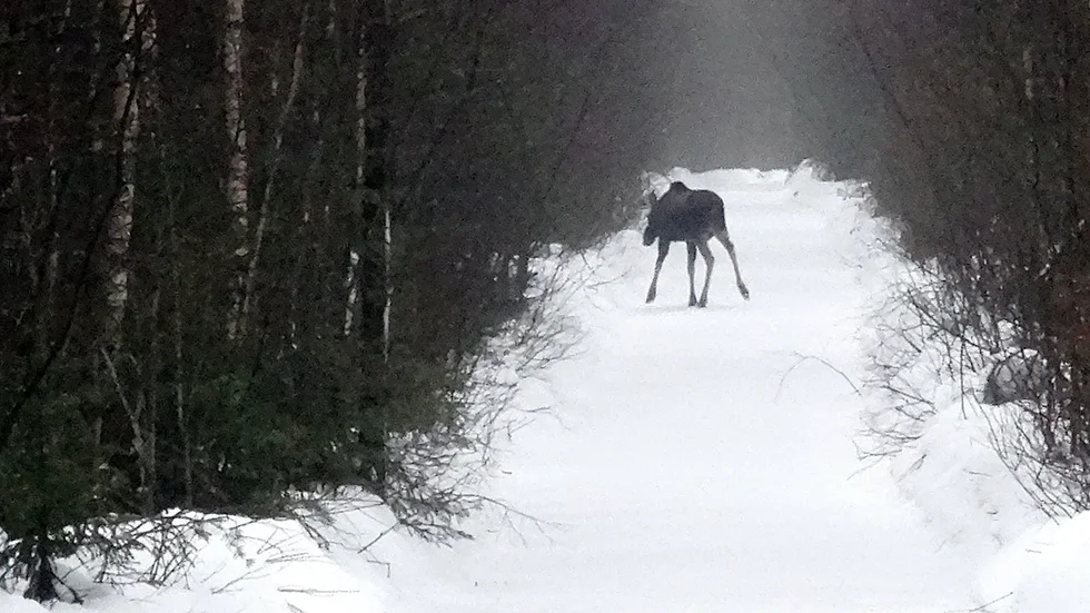 Skrittande älg i Niemisel.