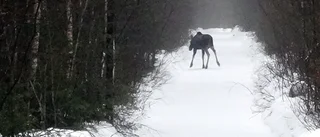 Läsarbilden: Älghaiku         