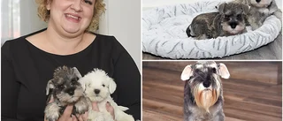Uppfödare nedringda när fler vill ha en "coronavalp" – erbjuds extra pengar: "Det är inte okej"