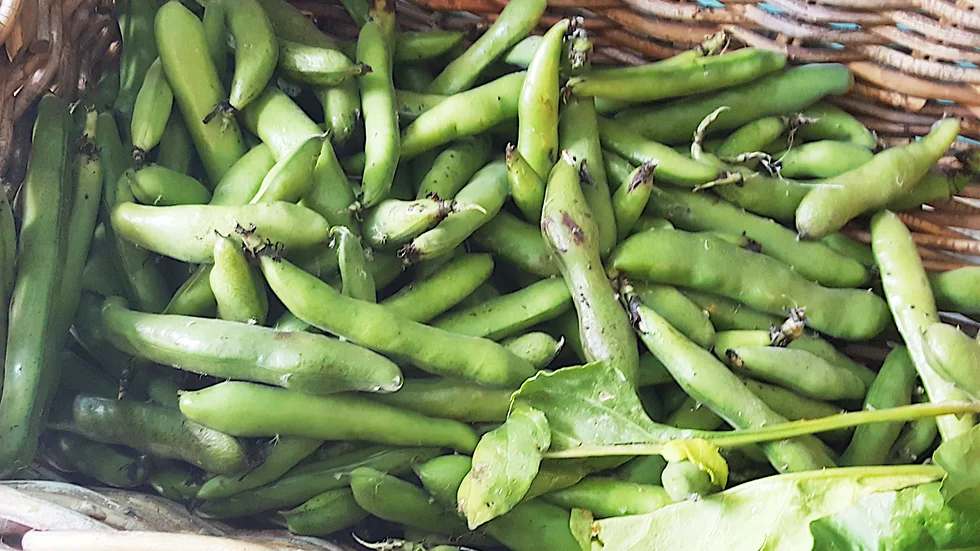 Finaste lokalproducerade grönsaker går att fynda under helgens matrunda Mat och människor i Fjärdhundraland.