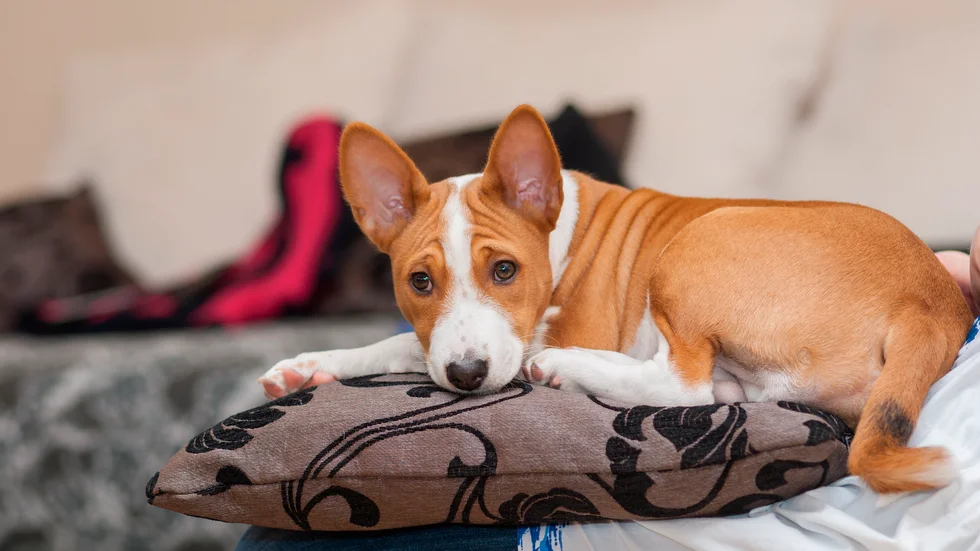Många skaffade hund i våras – men det kan bli problem när husse och matte ska återgå till jobbet. Arkivbild.