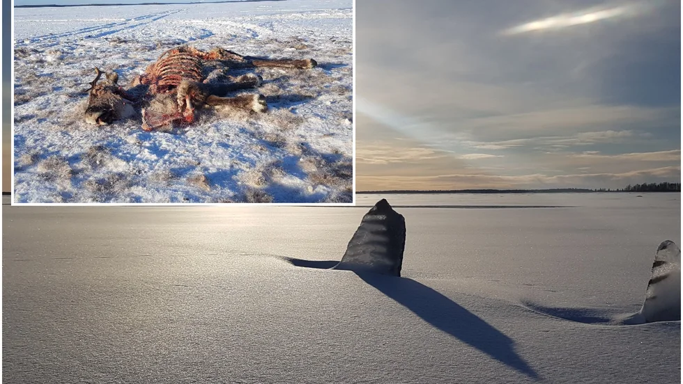 Flera renar i området kring Junkön har dödats av vad som med stor sannolikhet är en varg.
