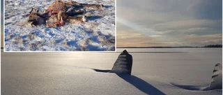 Mycket talar för att förmodade skärgårdsvargen är kvar: "Tuggat på en älg"