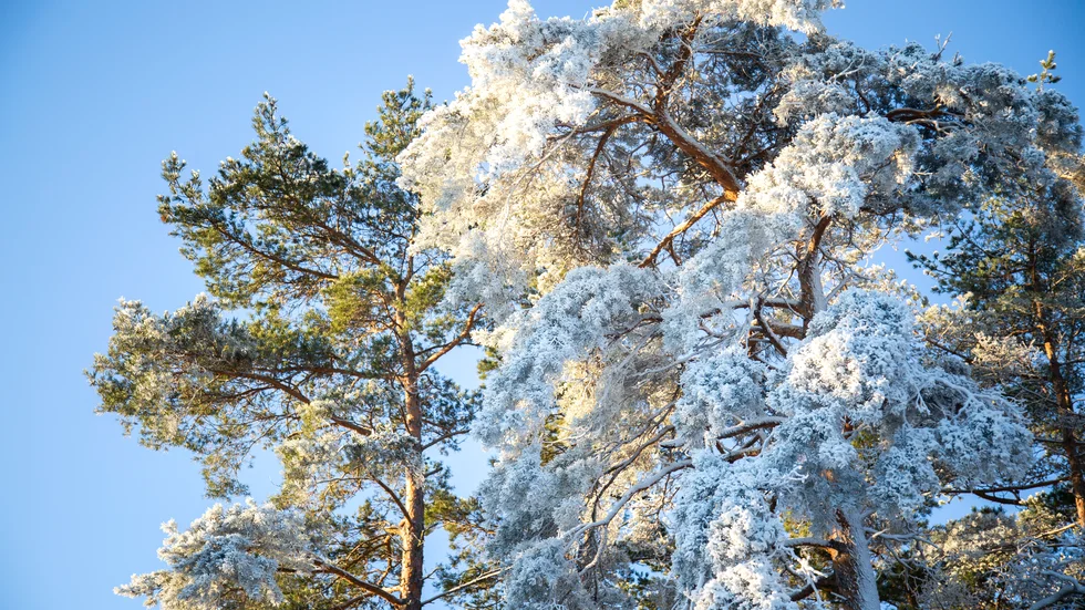 Lätt snöfall men chans för sol i Norrbotten