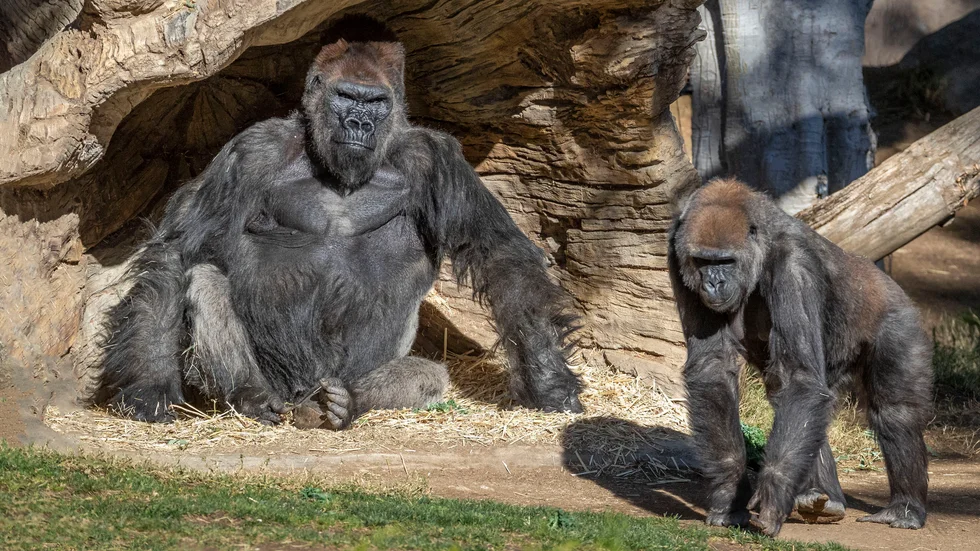 Några av gorillorna på San Diego Zoo Safari Park i Kalifornien. Arkivbild.