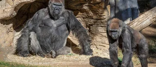Gorillor på djurpark hostade – har covid-19