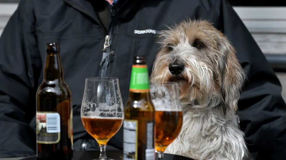 Hund och husse med öl på en uteservering i Uppsala. Arkivbild.
