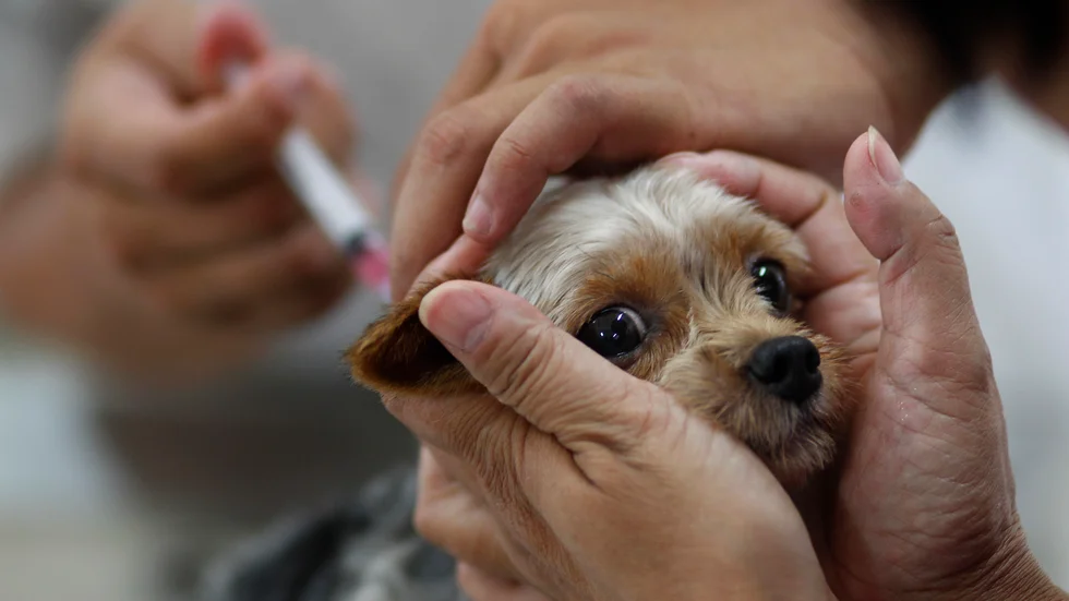 Det har blivit populärt att skaffa hund under pandemin. Men risken med efterfrågan är att rabiessmittade hundar smugglas in i landet. På bilden en hundvalp som vaccineras mot den farliga sjukdomen.