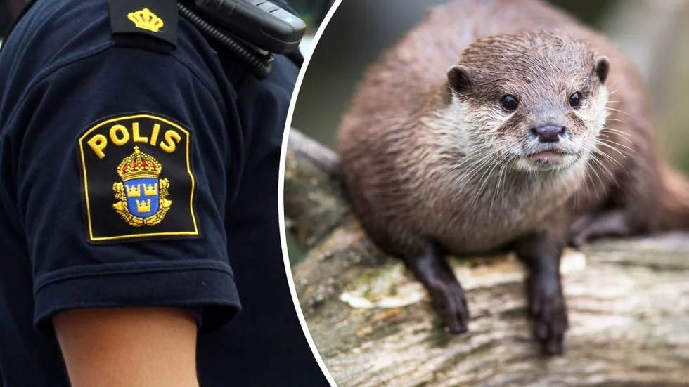 "Man har kört på en utter och inte gjort en anmälan till polisen om det", säger Lotta Järkemyr, stationsbefäl vid polisen i Motala.