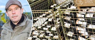 Östgötskt vin tas in i sortimenten