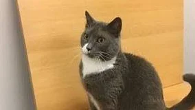 Den snart riksbekanta katten har hamnat på polisstationen i Linköping.