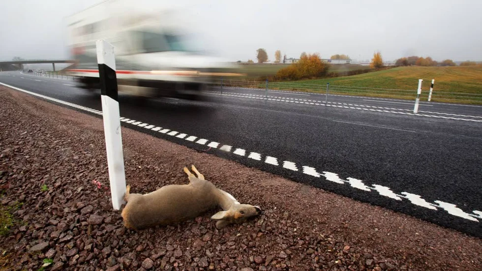 Viltolycka. En vanlig syn i Östergötland. Ett påkört vilt.