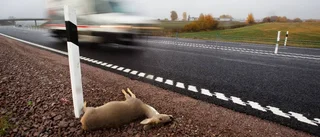 Extremt många viltolyckor