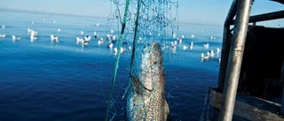 Östersjöns fiske kan räddas