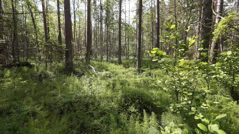 Ett aktivt skogsbruk skapar grunden för företagande och utveckling på Östergötlands landsbygd.