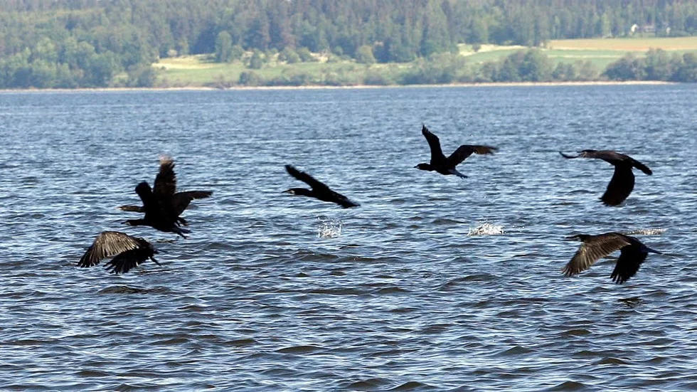 Skarvar som jagar. Den här bilden är dock inte tagen i Boren.