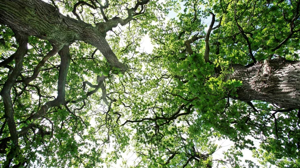 150 år gamla ekar har skadats i Sjöboknäppans naturreservat.