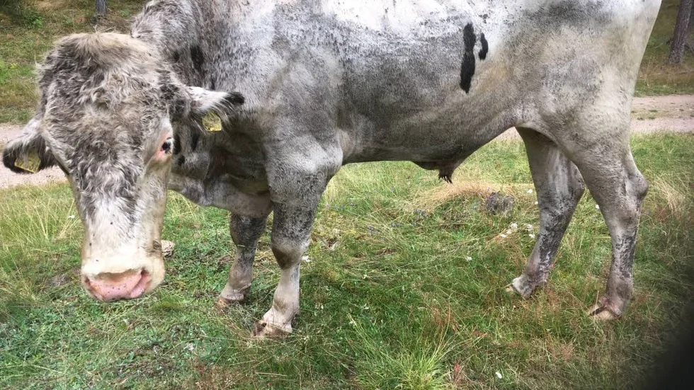 Den 800 kilo tunga tjuren har efter sin bravad blivit mjukare till sinnes. Men något namn har han ännu inte.