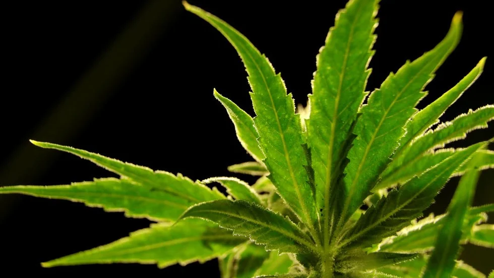 En 24-årig man har åtalats för att ha odlat cannabis i sin bostad. (Bilden är tagen i ett annat sammanhang.)