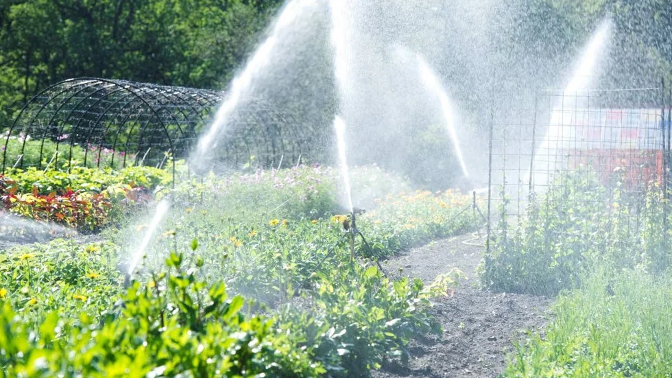 Tillåtet. I Linköping går det bra att bevattna i sommar.