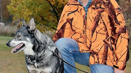 Jörgen Svensson lägger ner mycket tid på jämthunden Cilla och tränar henne i princip året runt för att hon ska vara i bra form till älgjakten.