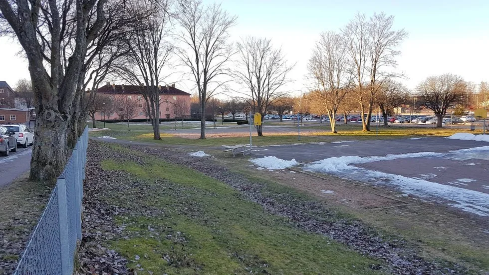 Kommunen vill ta bort de fem träden i mitten av bilden. På platsen ska skolpaviljonger uppföras.