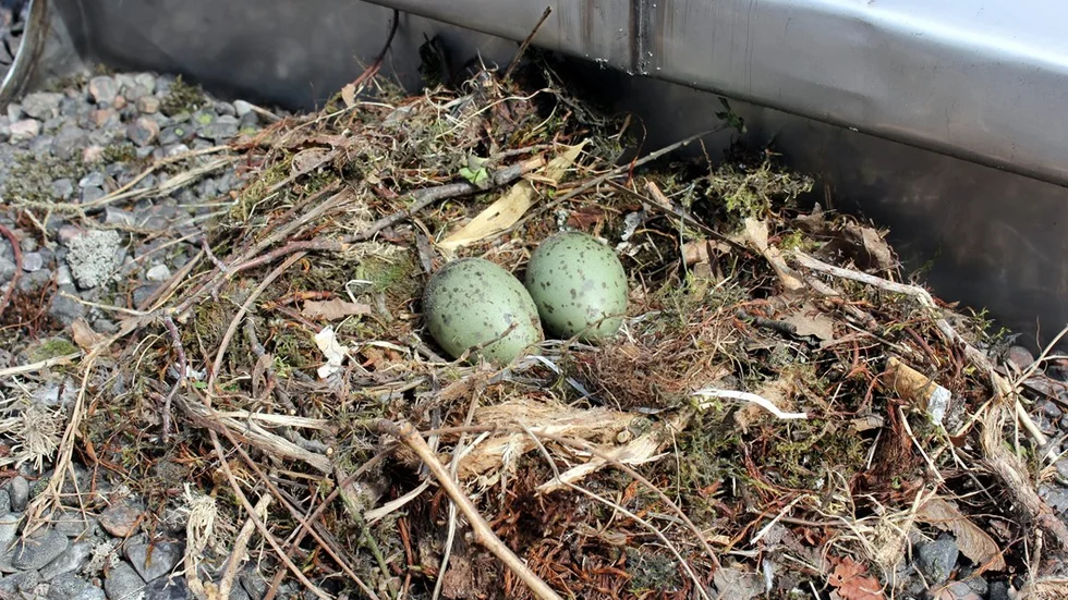 Måsbo med kamouflagefärgade ägg.