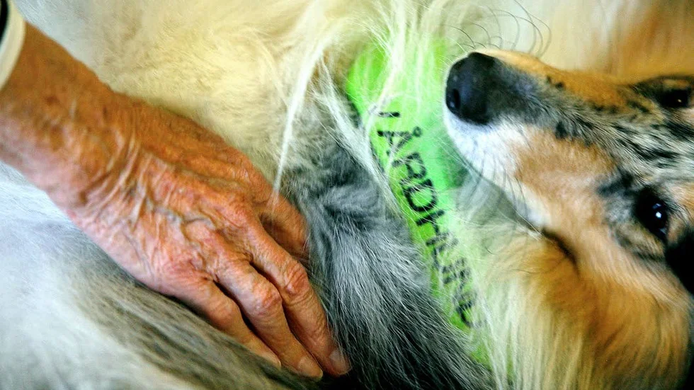 Vårdhund. Nu kan fler vårdhundar prövas i den östgötska hälso- och sjukvården.