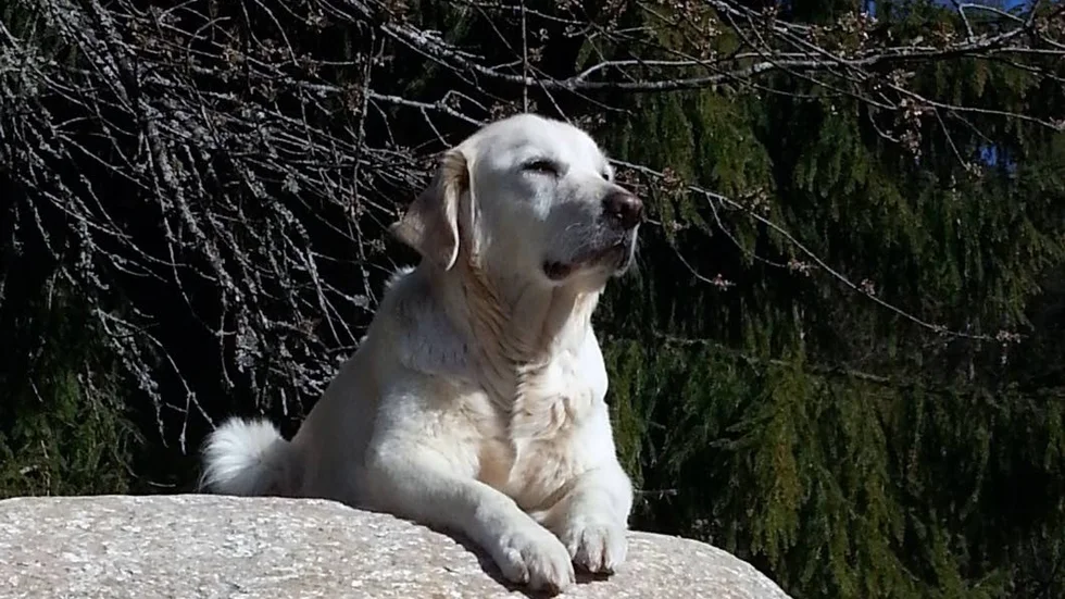 Åsa Ahlboms föreläsning ger dig en chans att få svar på dina hundfrågor.
