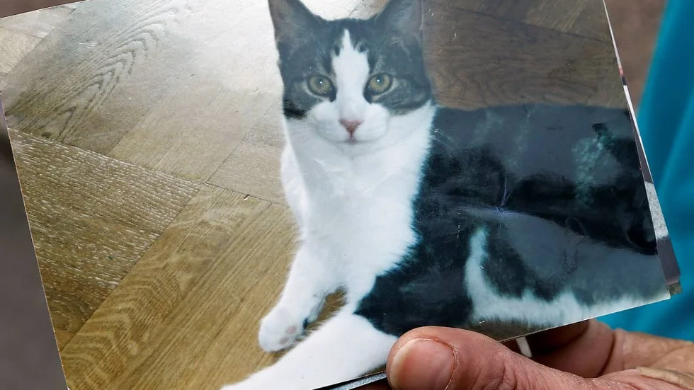 Död. Katten Simon blev tolv år.