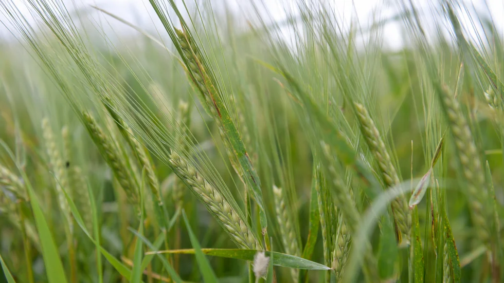 "En tilltalande blandning av biologi, kultur och historia", skriver NSD:s recensent om "Rågen – en spretig historia".