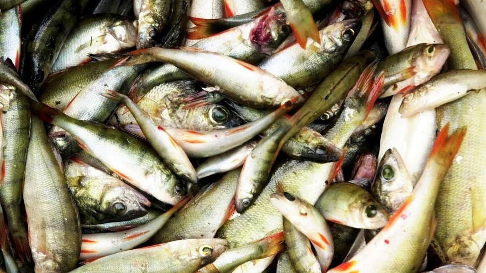 Prover har tagits på abborre på flera platser i Mälaren och de visar på halter av miljögifter i fisken som överskrider gränsvärdena för god vattenstatus. Det är små mängder abbore man kan äta för att inte få i sig för mycket PFAS.
