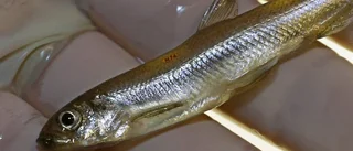 Mänskligheten och havet